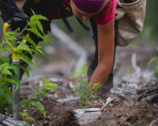 Planting Trees to Keep Nature Wyld
