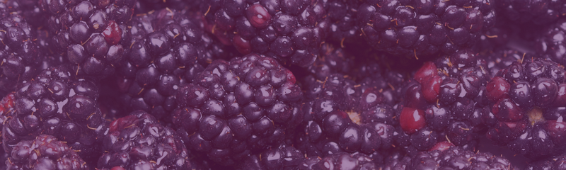D9 BSN B14 | Boysenberry