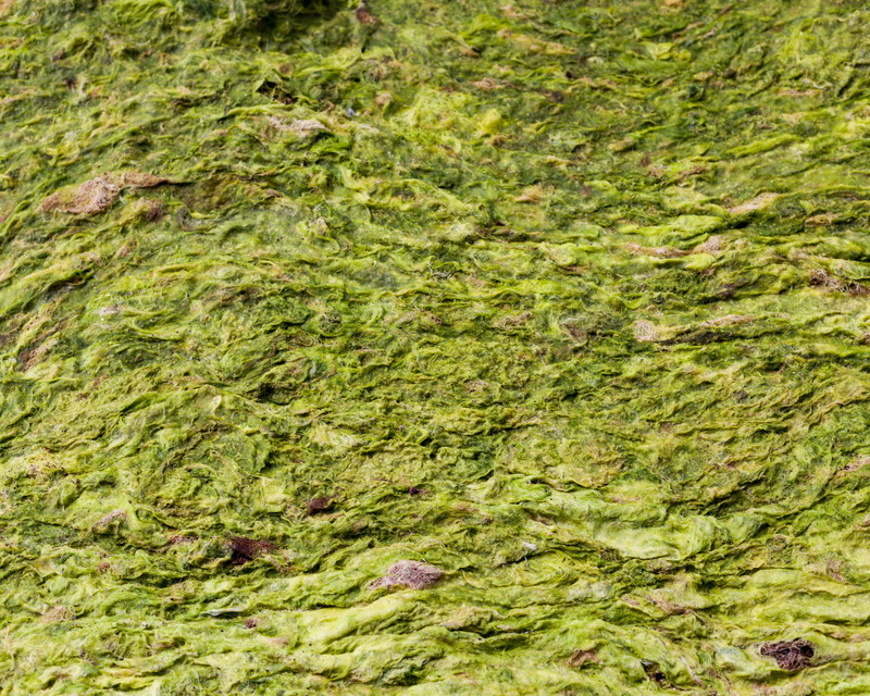 A Brief History of Hemp