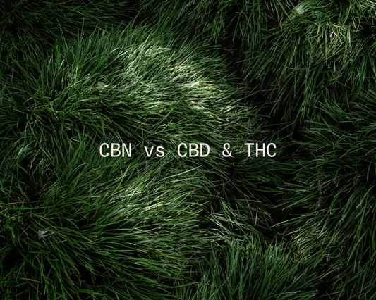 Green grass background with bold white text reading ‘CBN vs CBD & THC,’ representing a comparison of cannabis compounds.