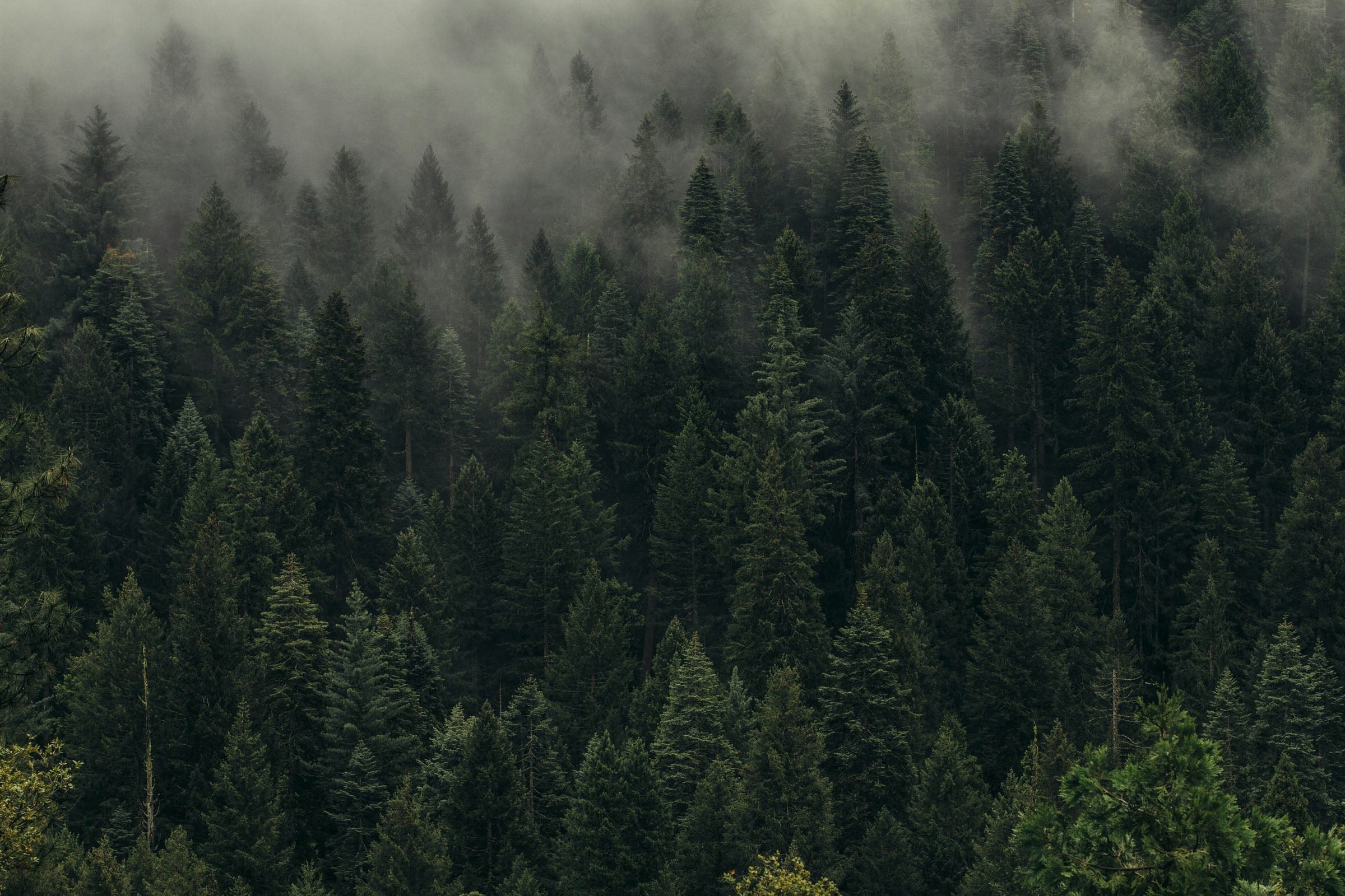forest with fog
