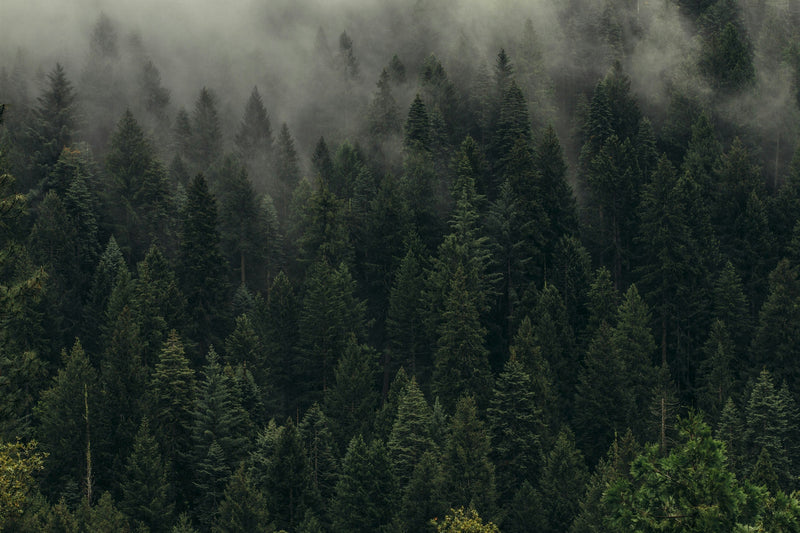 forest with fog