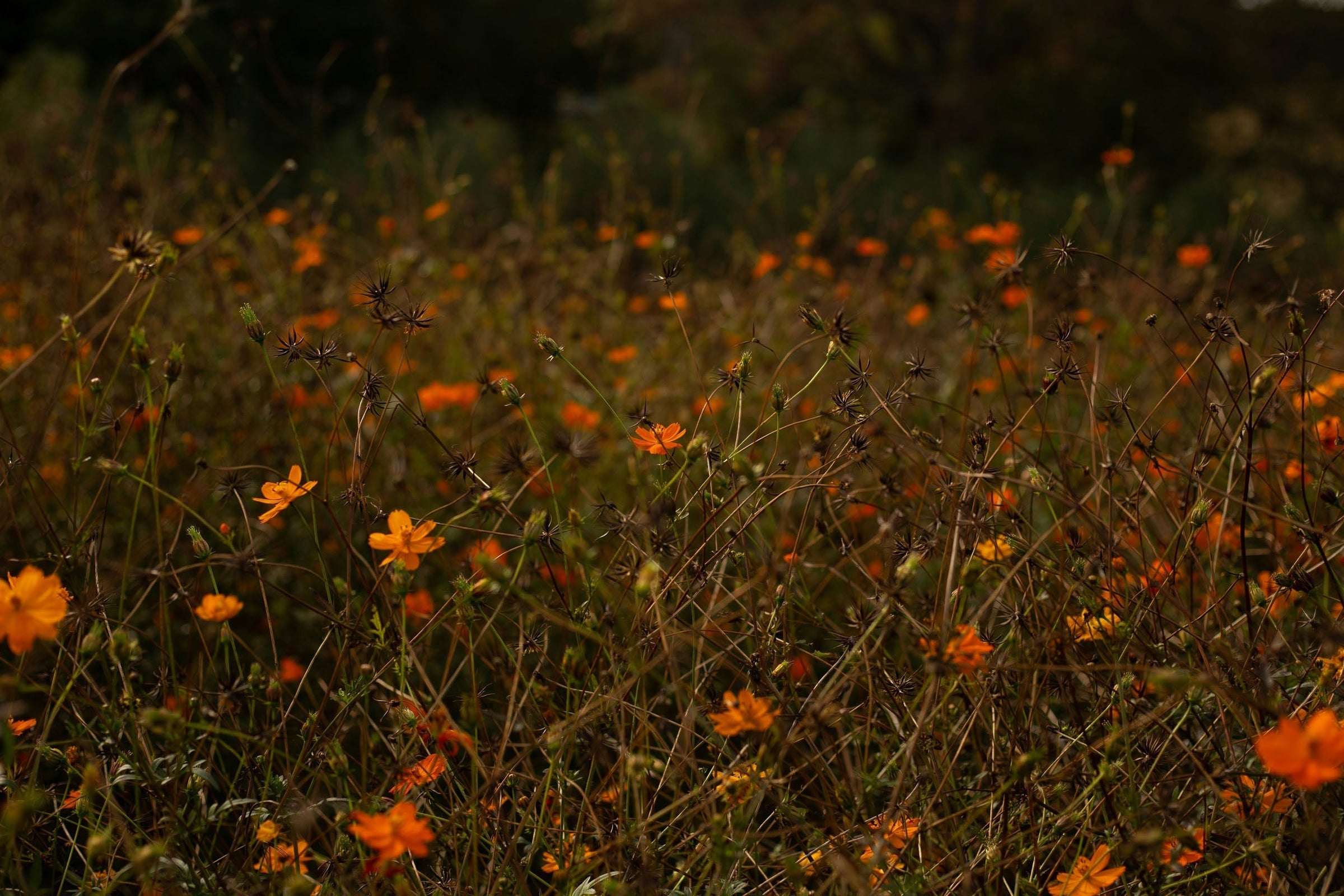 field full of flowers