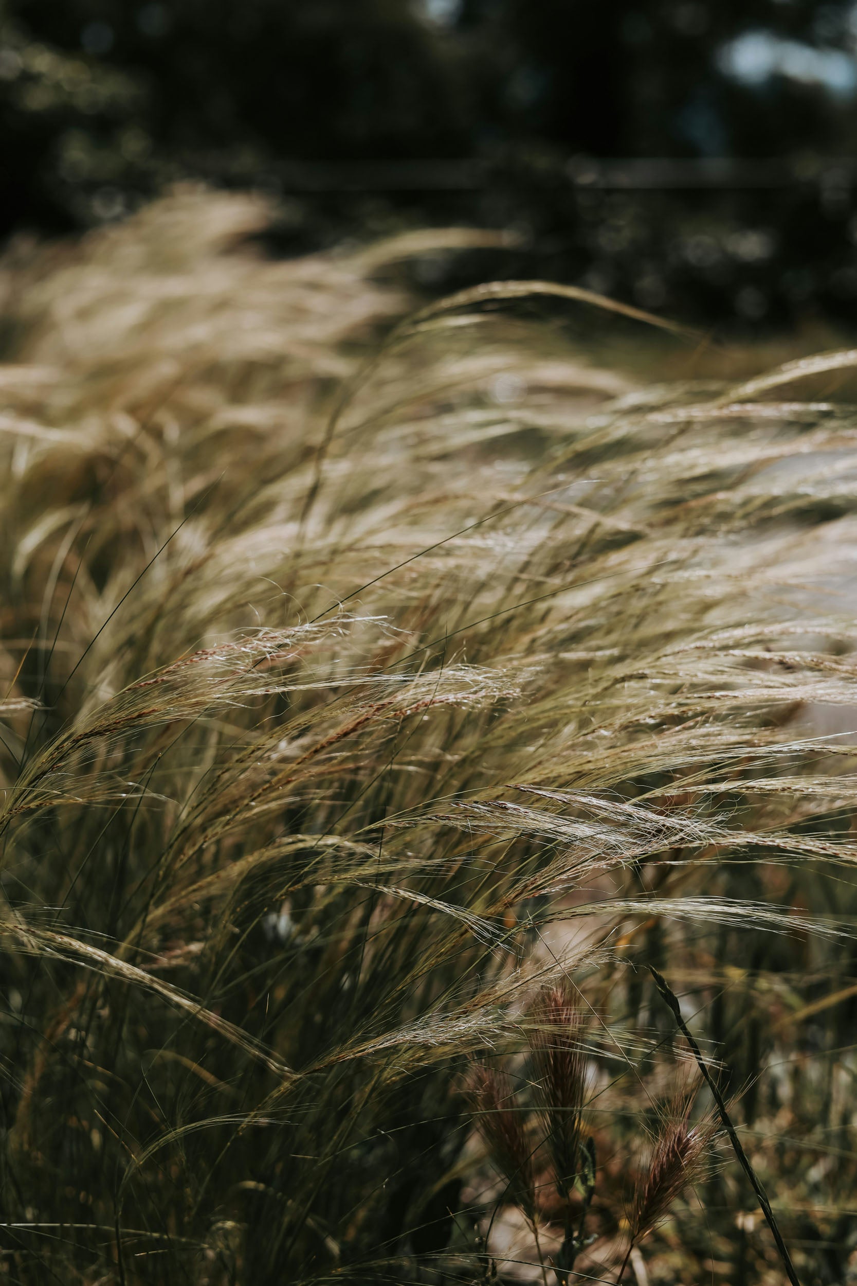 grass blowing in the wind