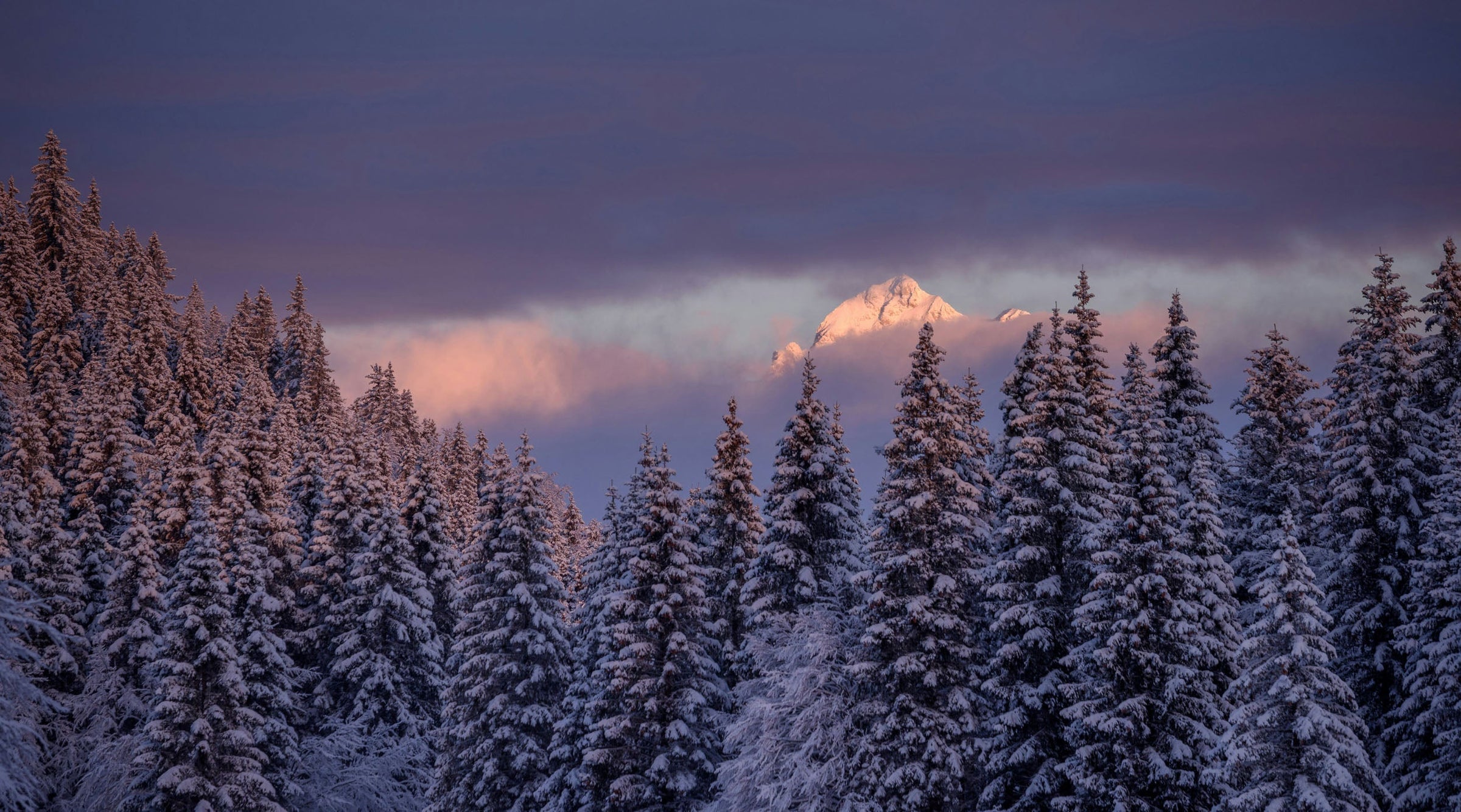 snowy forest with a mountain in the background