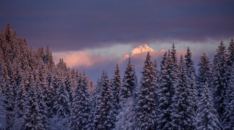 snowy forest with a mountain in the background