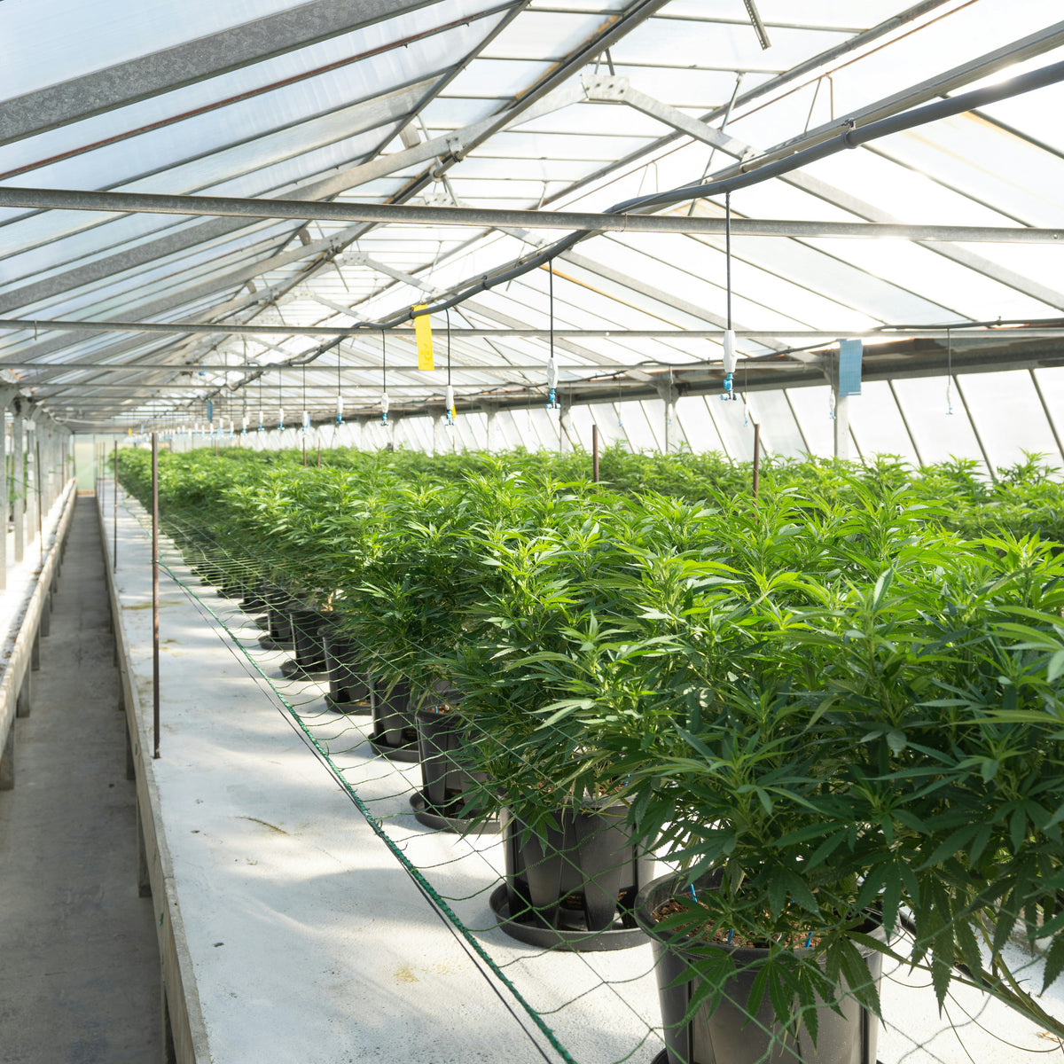 Combating the Failed War on Drugs